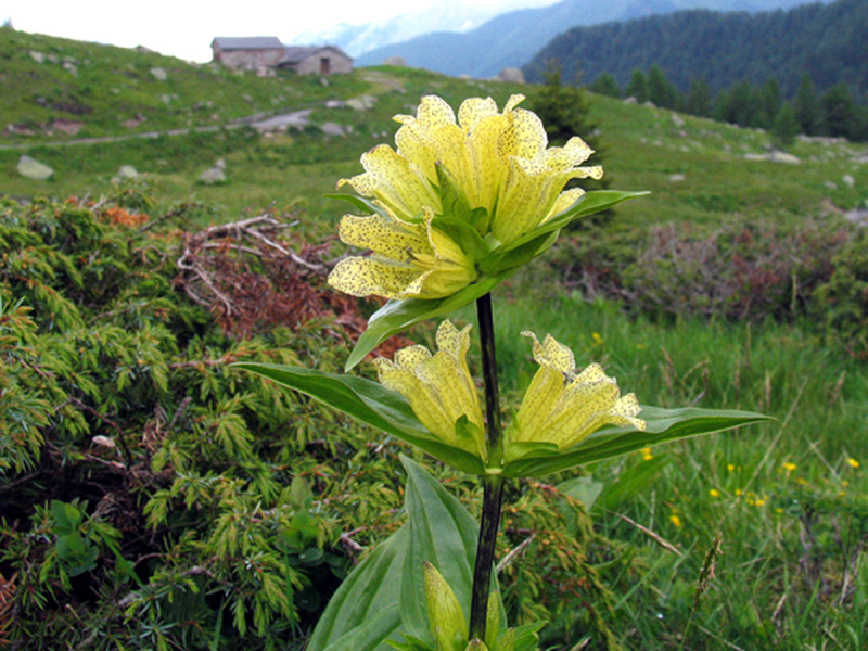 Gentiana punctata L.